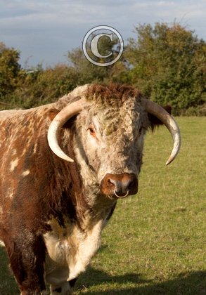 Longhorn Bull DM1268